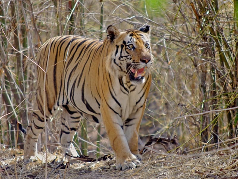 wildlife sanctuaries in mp