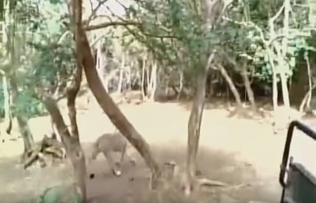 Buffalo attacks lion