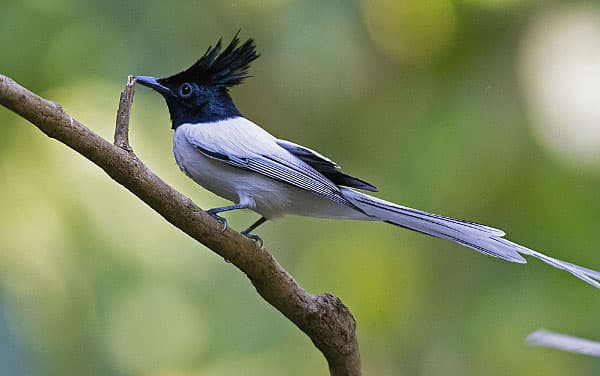 Pied crested cuckoo