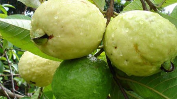 Guava's