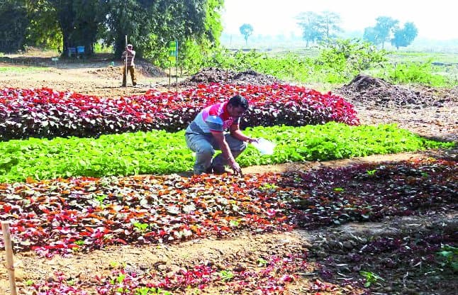 doctors make medicines from Lal Bhaji