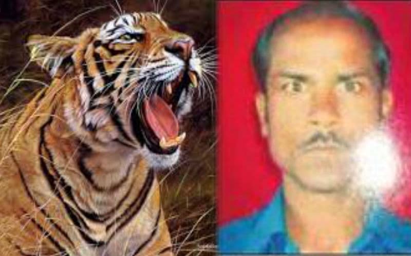 Man Die in Tiger Attacks