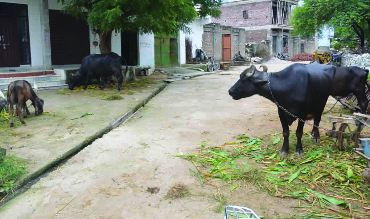 Rajsamand lake overflow, Rajsamand news, Rajsamand Hindi news, Rajsamand Lake, Latest hindi news rajsamand, Rajsamand