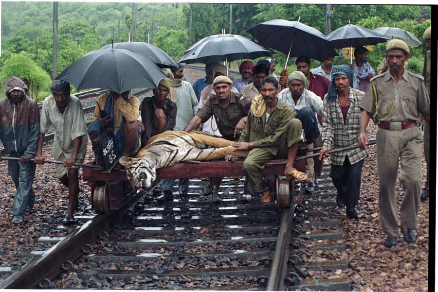 Bear Death in Kota, Bear Death on Dara Railway Track, Broken Tale, Tiger Broken Tale, Mukundara Hills Tiger Reserve, Forest Department Kota, Forest Department Rajasthan, Rajasthan Patrika, Kota Patrika, Kota News, Patrika News 