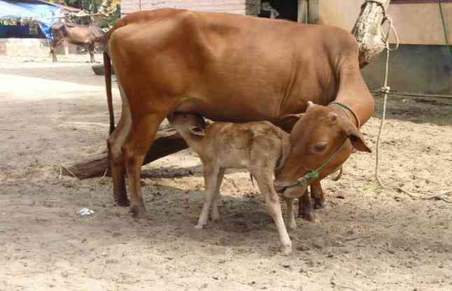 tone totke in hindi