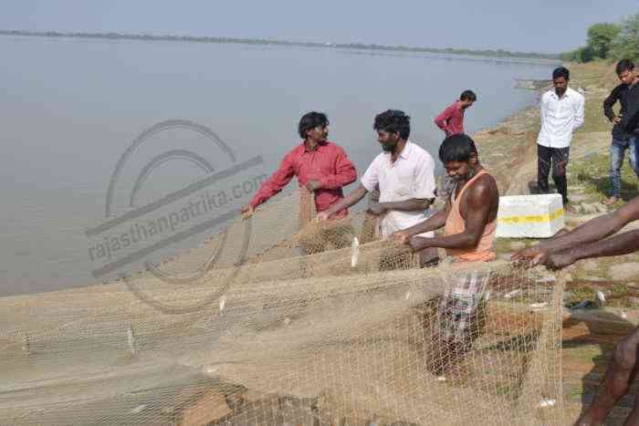 Bhilwara, Bhilwara news, Fisheries in bhiwara, Latest news in bhilwara, Bhilwara News in hindi, Hindi News in bhilwara, Latest hindi news in bhilwara