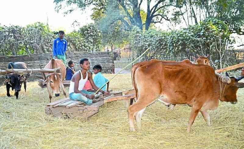 बस्तर में धान मिंजाई : पहले मवेशी फिर खोटला से अब थ्रेसर तक का सफर