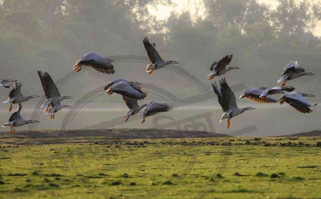 Migratory birds 