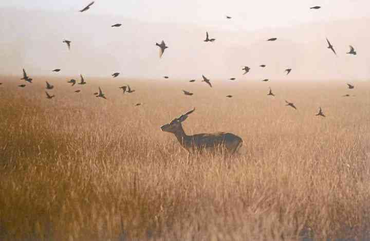 Photographers Club, Art Gallery Quota, Photo Exhibition, Photographers, Foreign Photographers, Art, Culture, Rural Environment, Animal-Bird, Natural Beauty, Collector Dr. Jitendra Kumar Soni, Kota, Kota Patrika, Kota Patrika News, Rajasthan Patrika