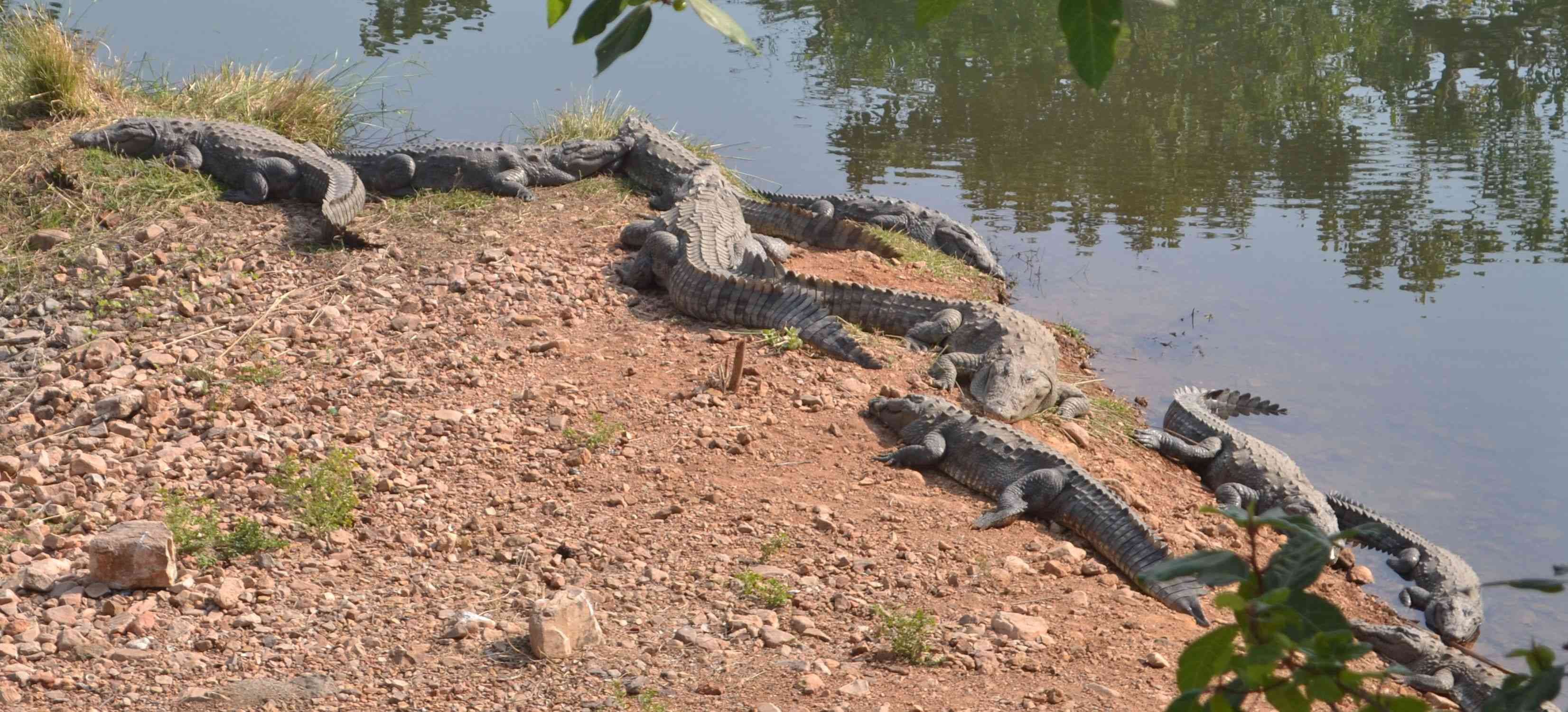 siliserh crocodiles are enjoying suns warm in winter