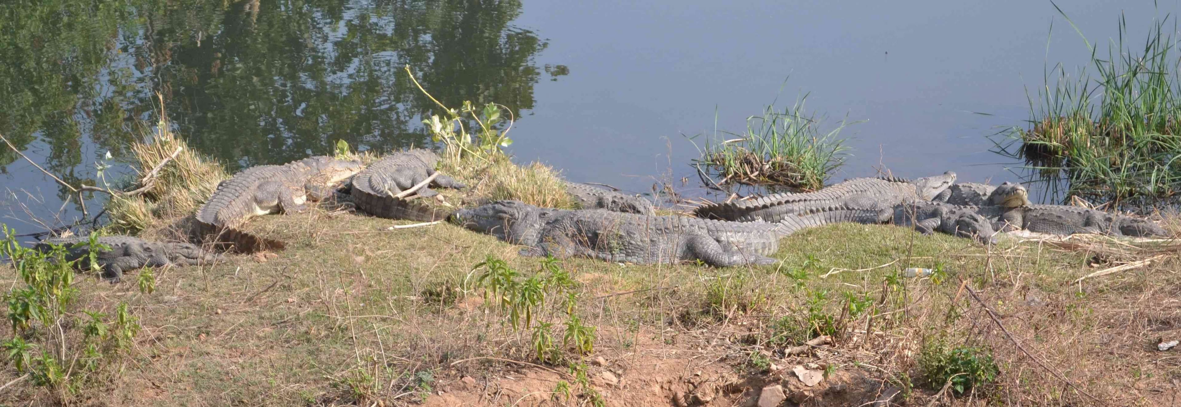 siliserh crocodiles are enjoying suns warm in winter