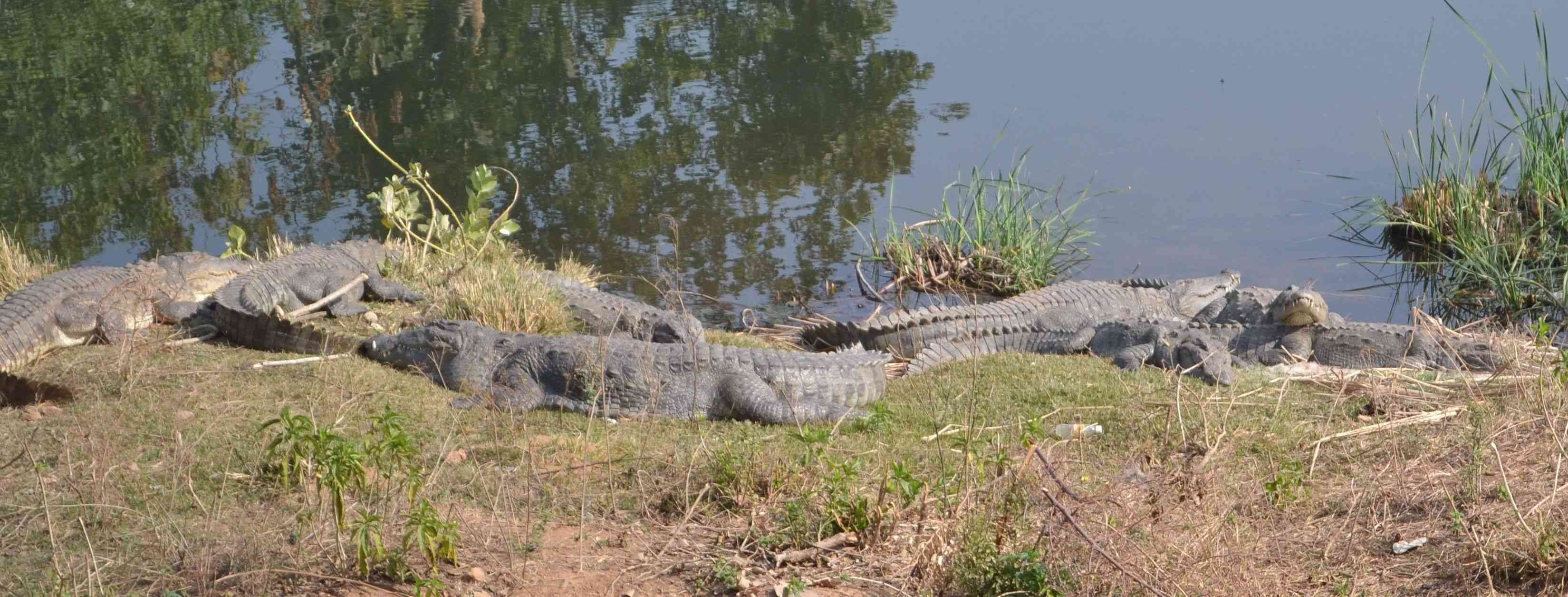 siliserh crocodiles are enjoying suns warm in winter