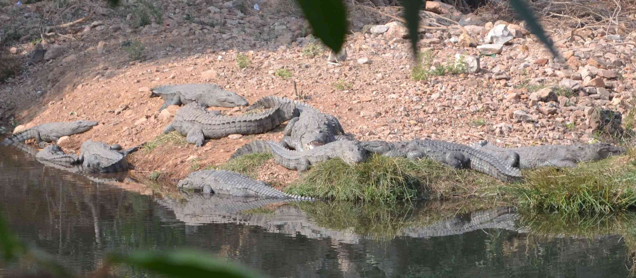 siliserh crocodiles are enjoying suns warm in winter