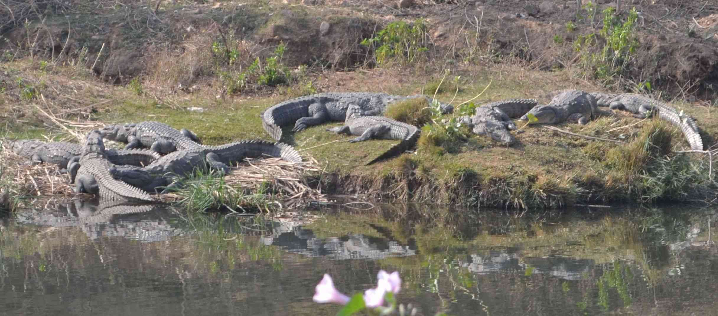 siliserh crocodiles are enjoying suns warm in winter