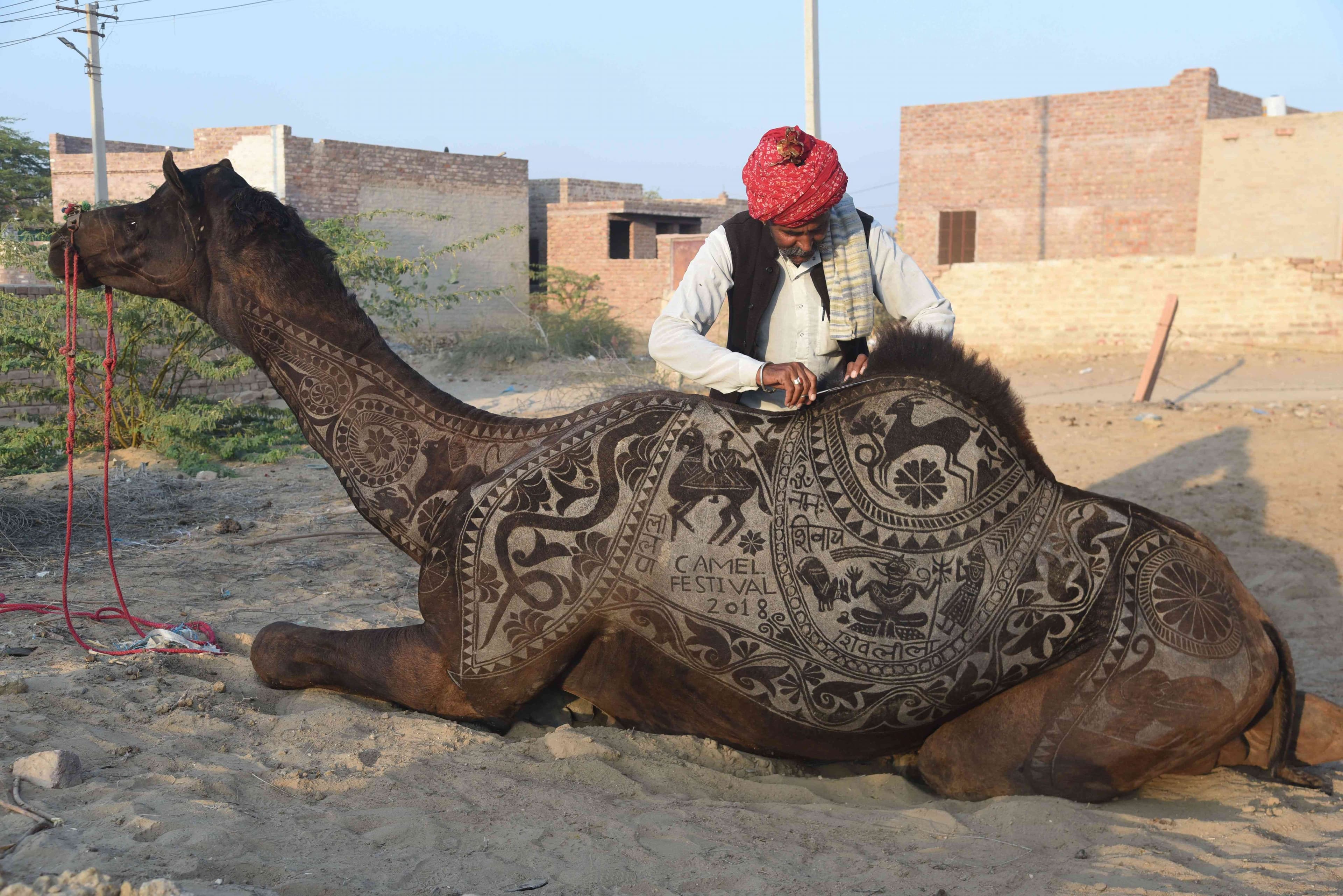 international camel festival