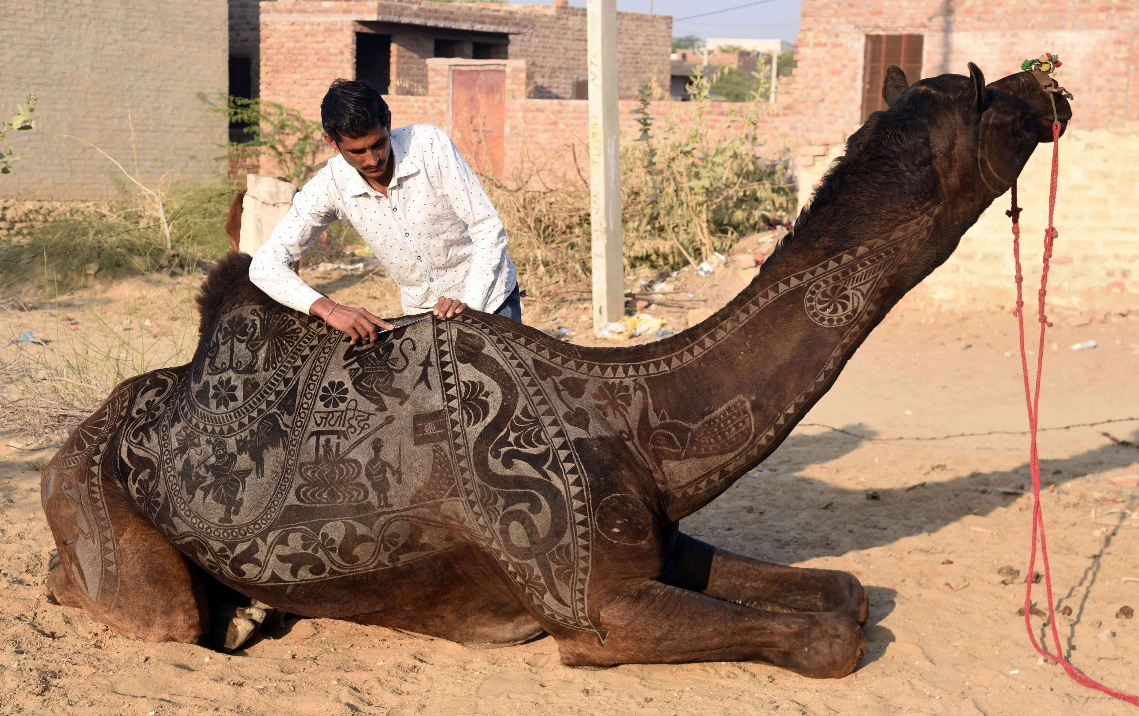 international camel festival