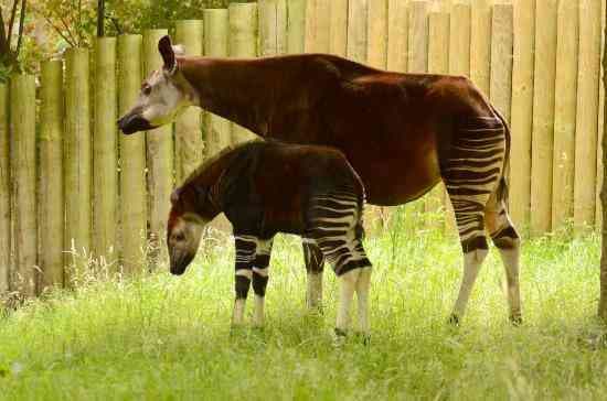 chester zoo