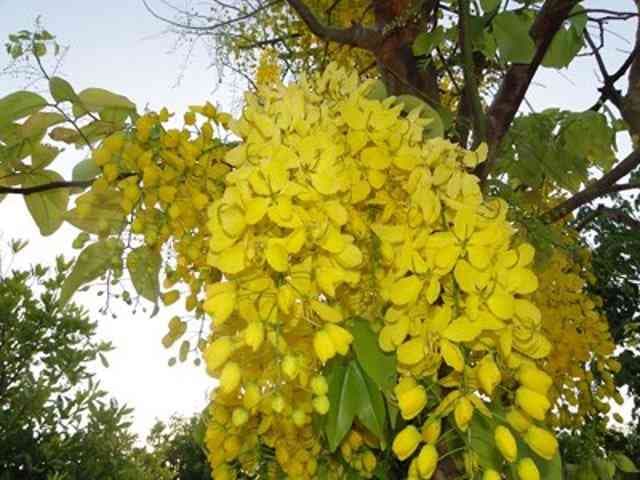 Amaltas