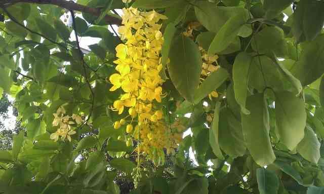 Amaltas