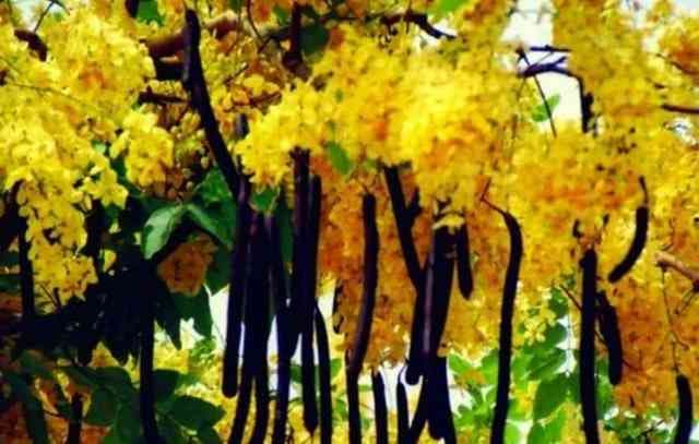 Amaltas