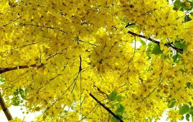 Amaltas