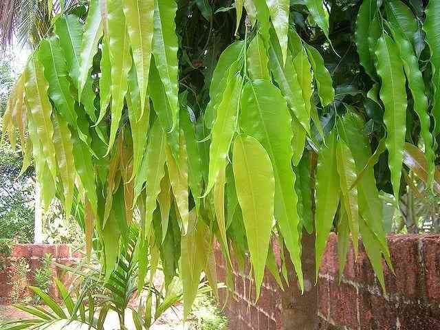 Ashoka tree