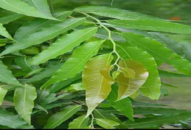 Ashoka tree