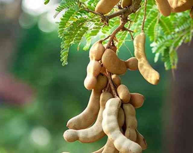 Tamarind