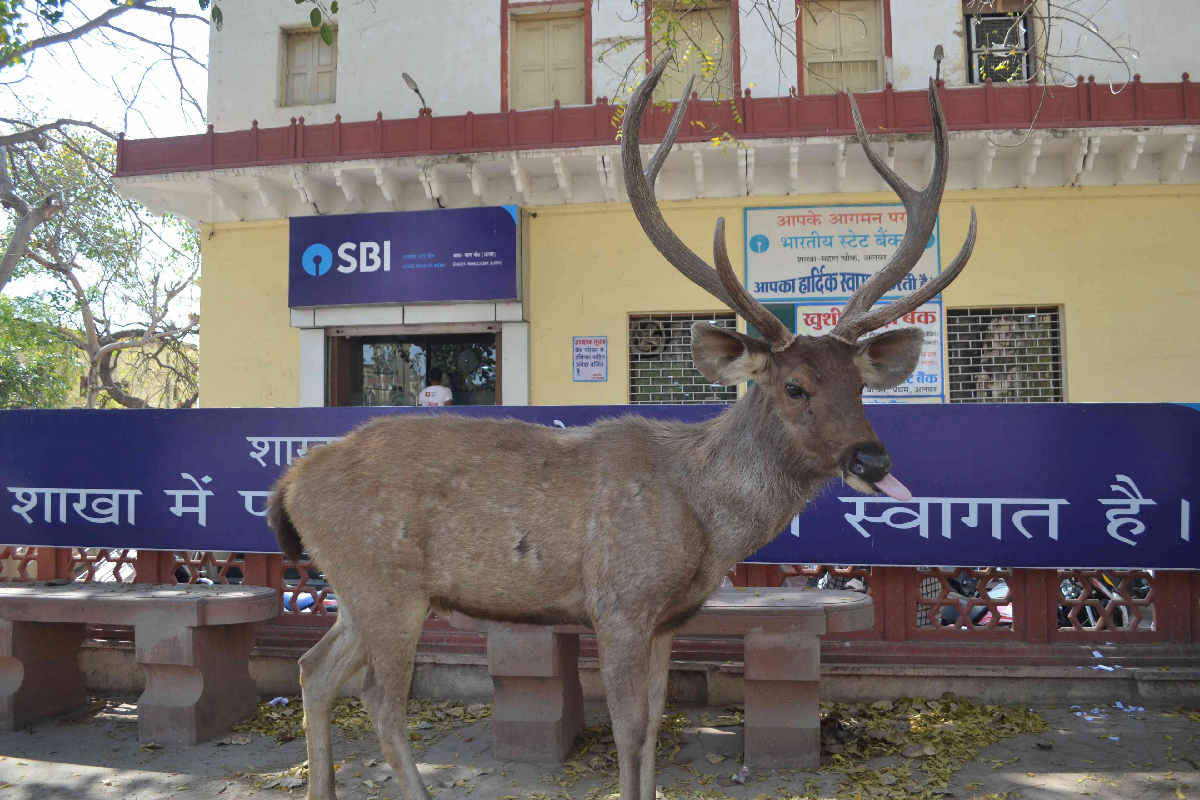 SAMBHAR IN STATE BANK ALWAR