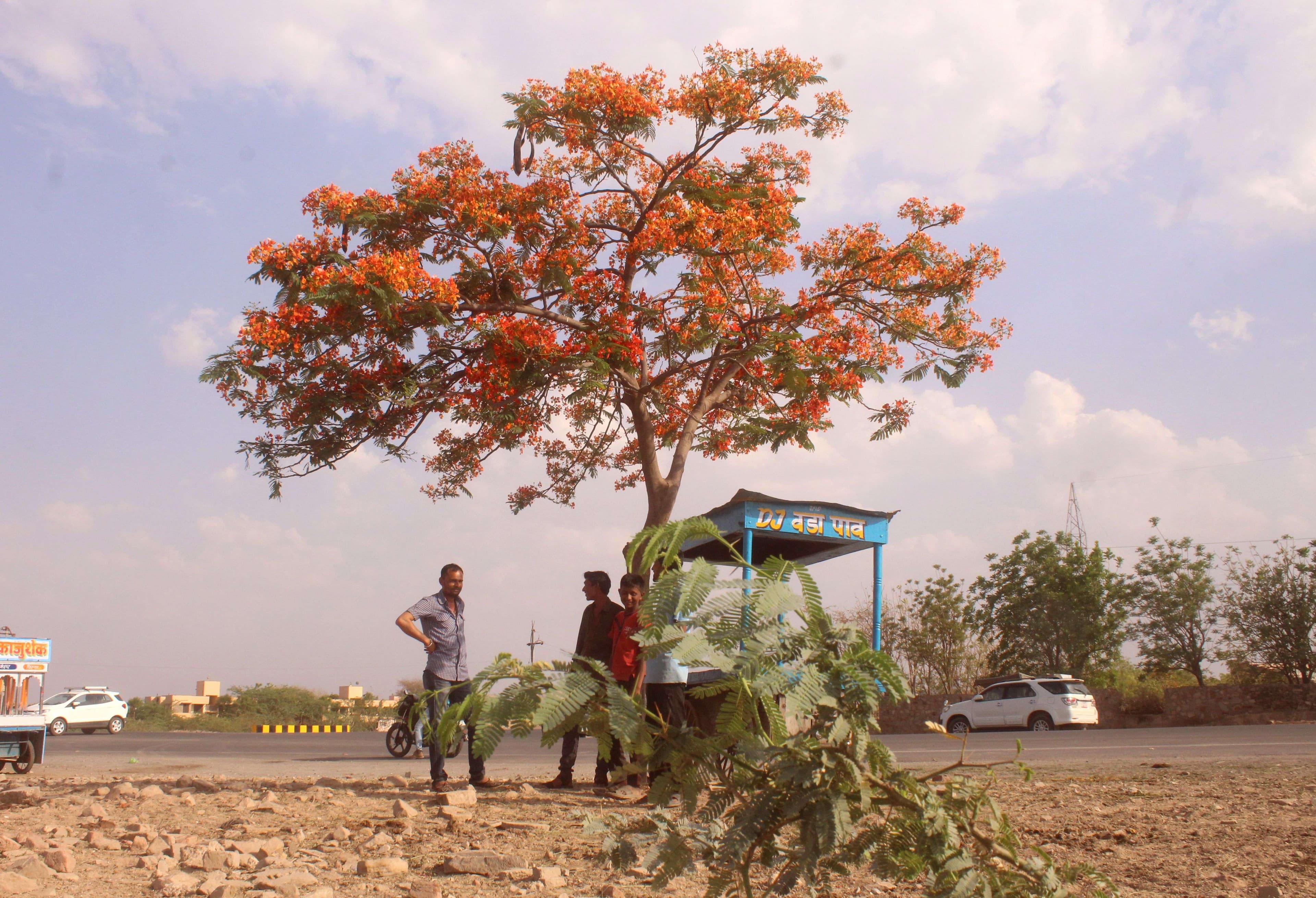 beautiful pics f Gulmohar tree