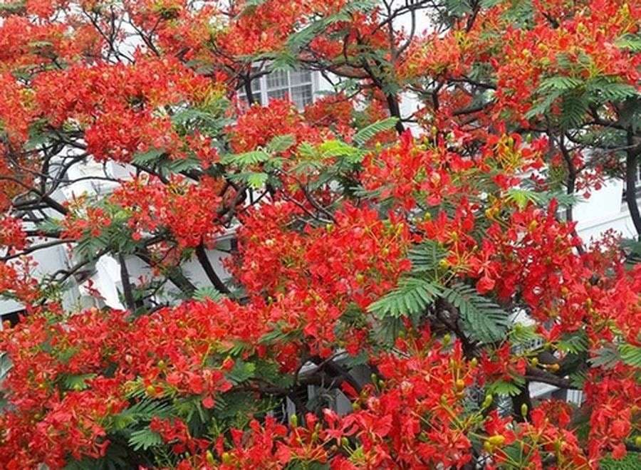 beautiful pics f Gulmohar tree