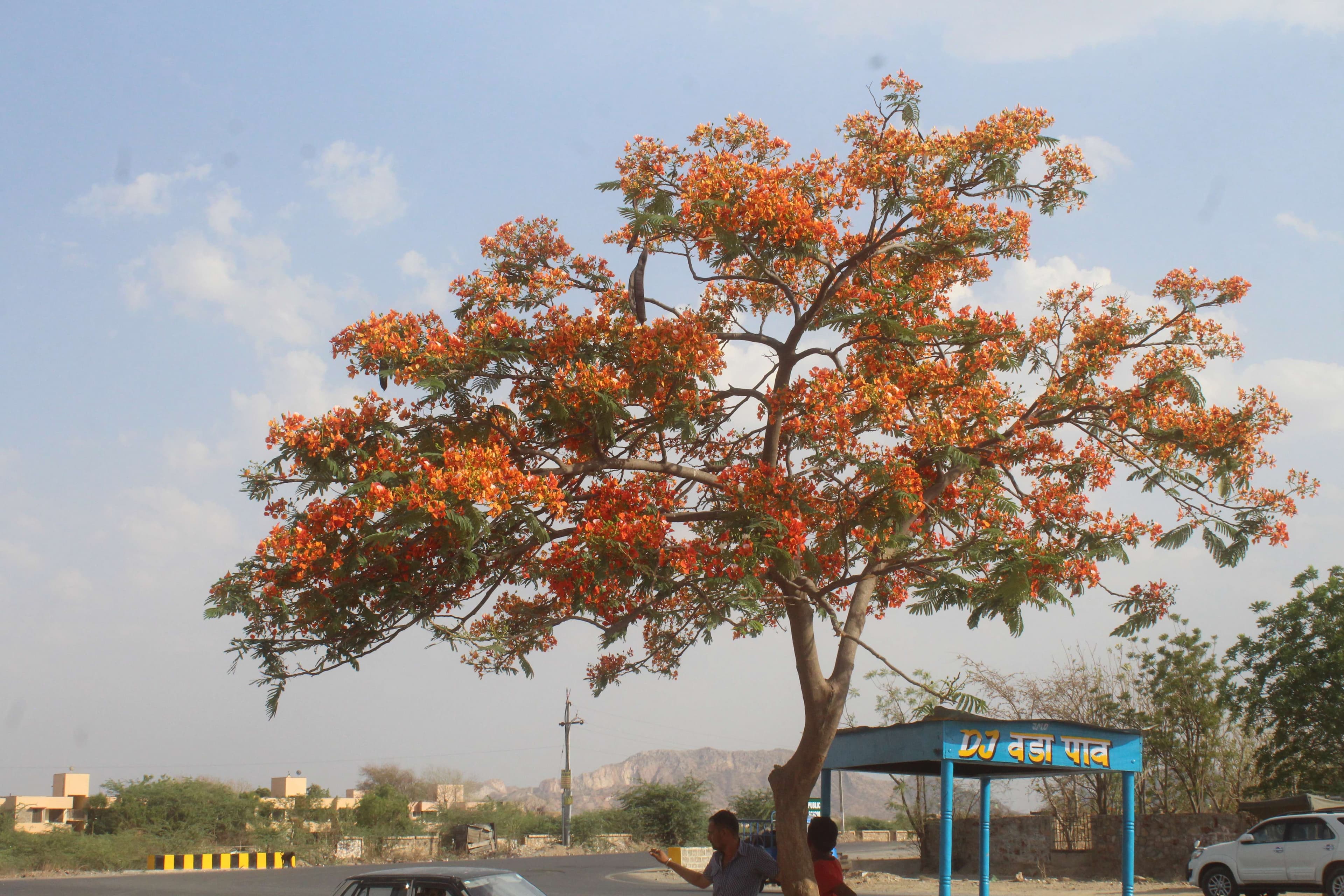 beautiful pics f Gulmohar tree