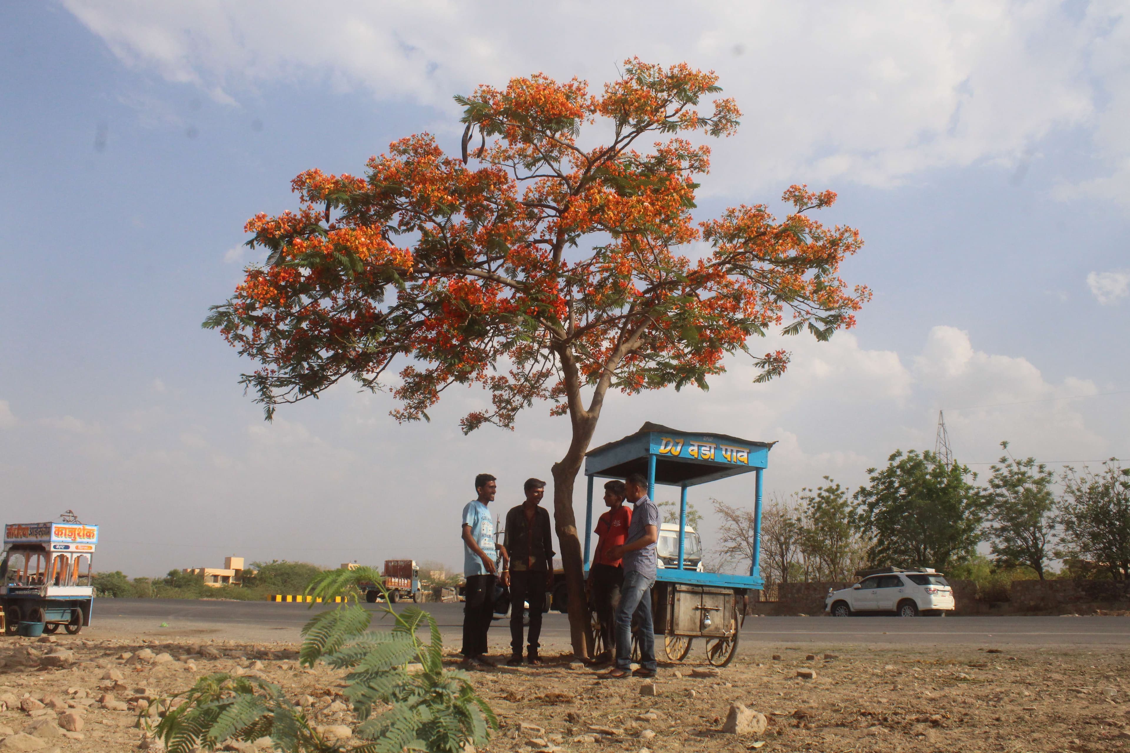 beautiful pics f Gulmohar tree