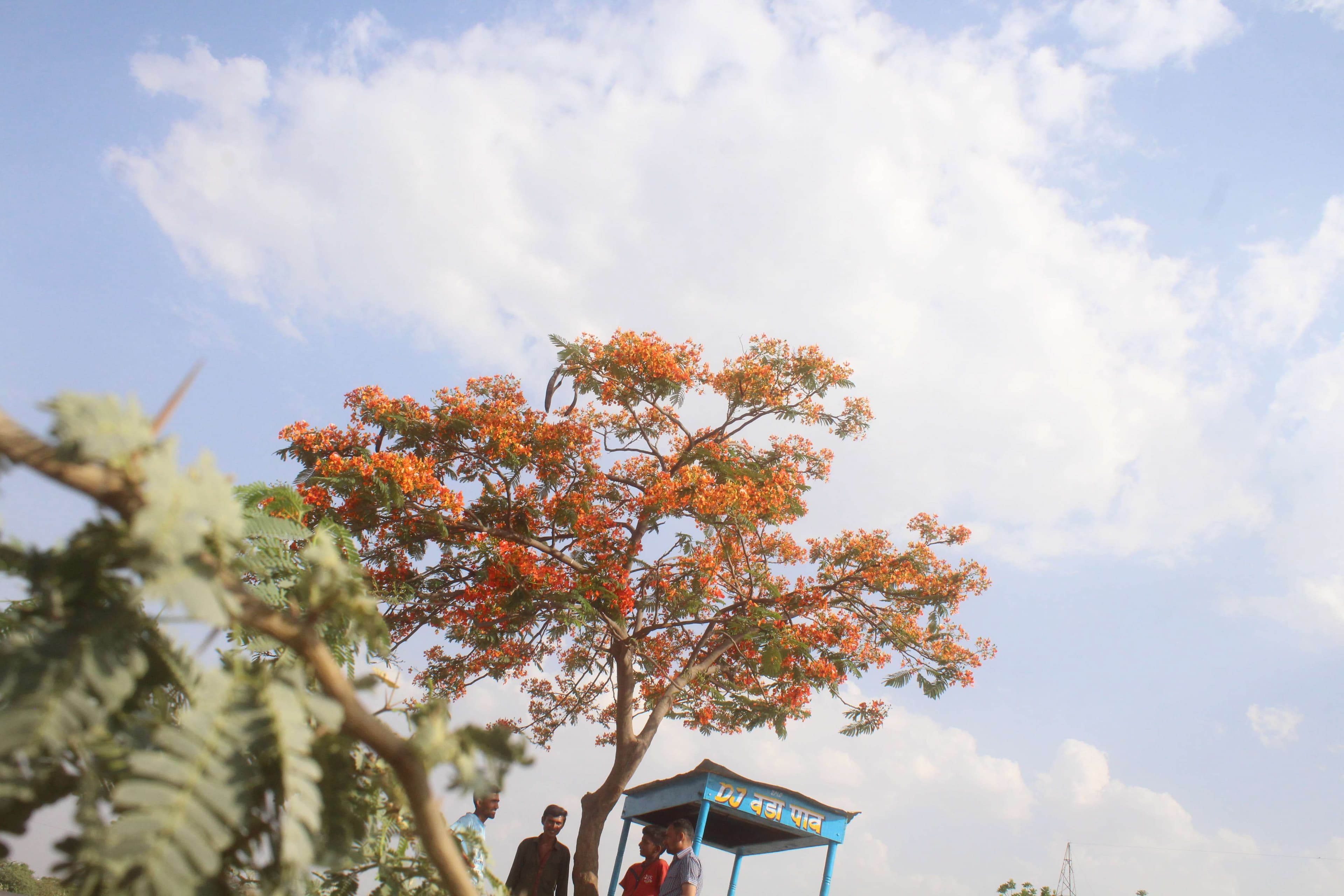 beautiful pics f Gulmohar tree