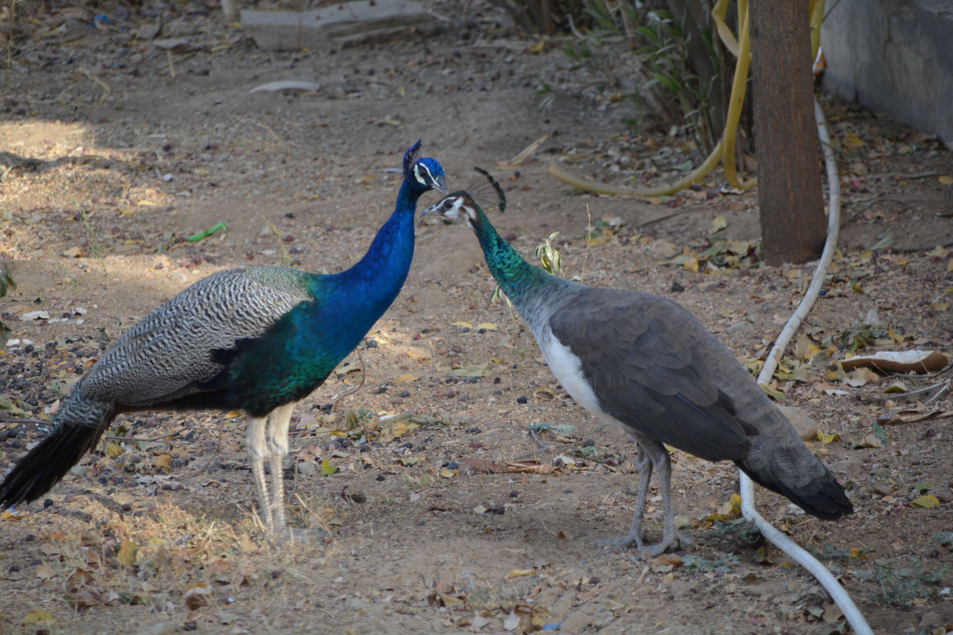 beautiful pics of peacock and peahen,