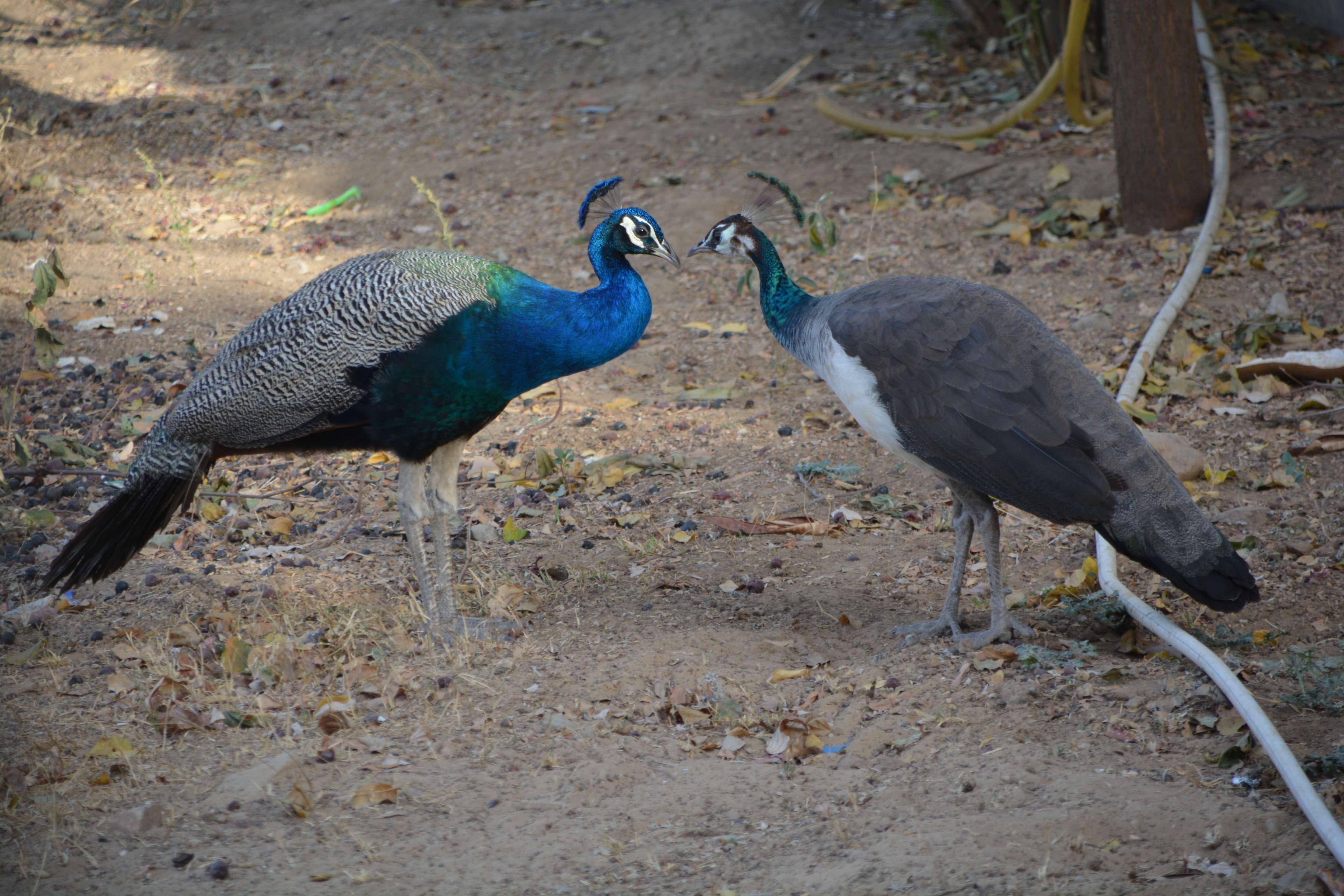 beautiful pics of peacock and peahen,