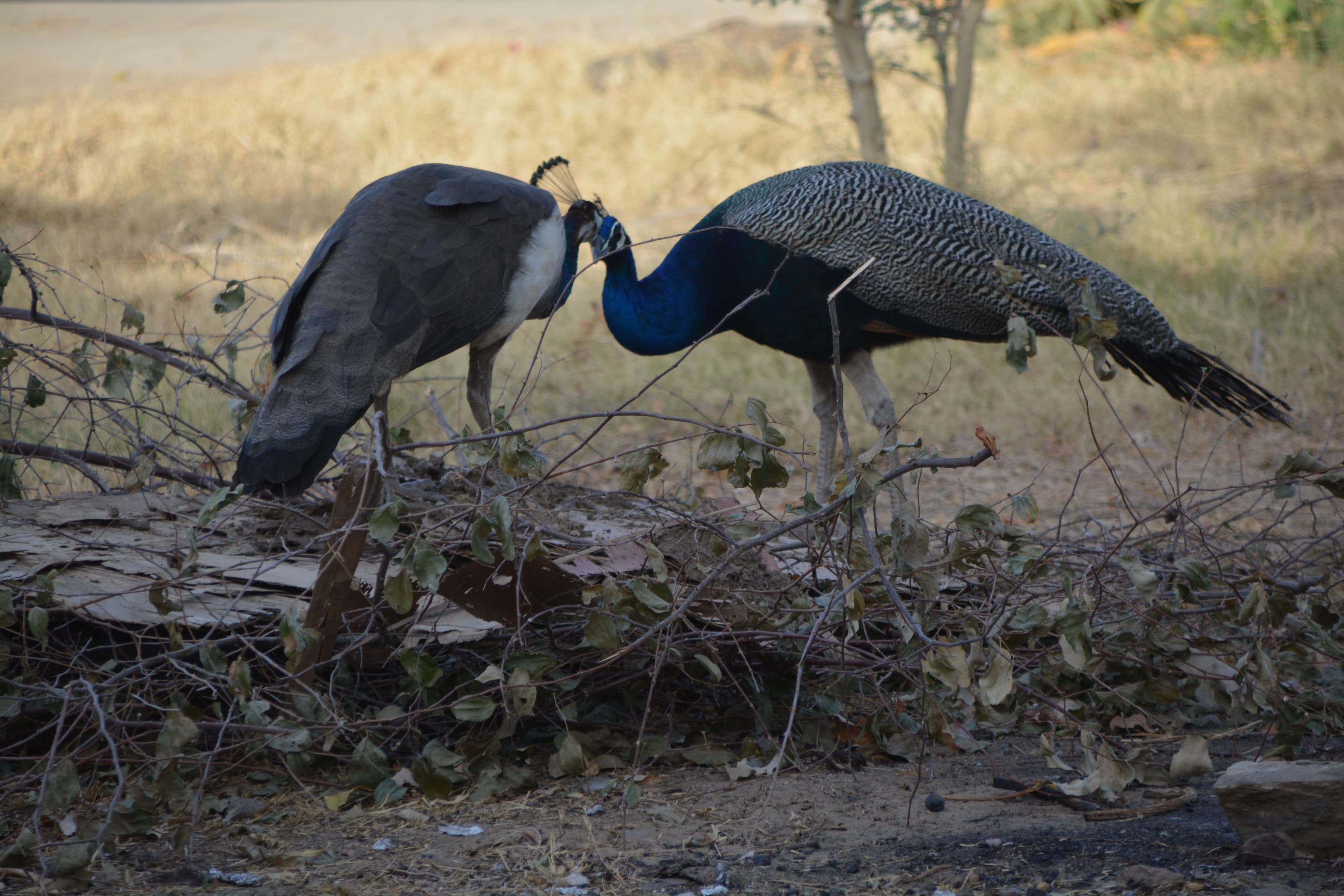 beautiful pics of peacock and peahen,