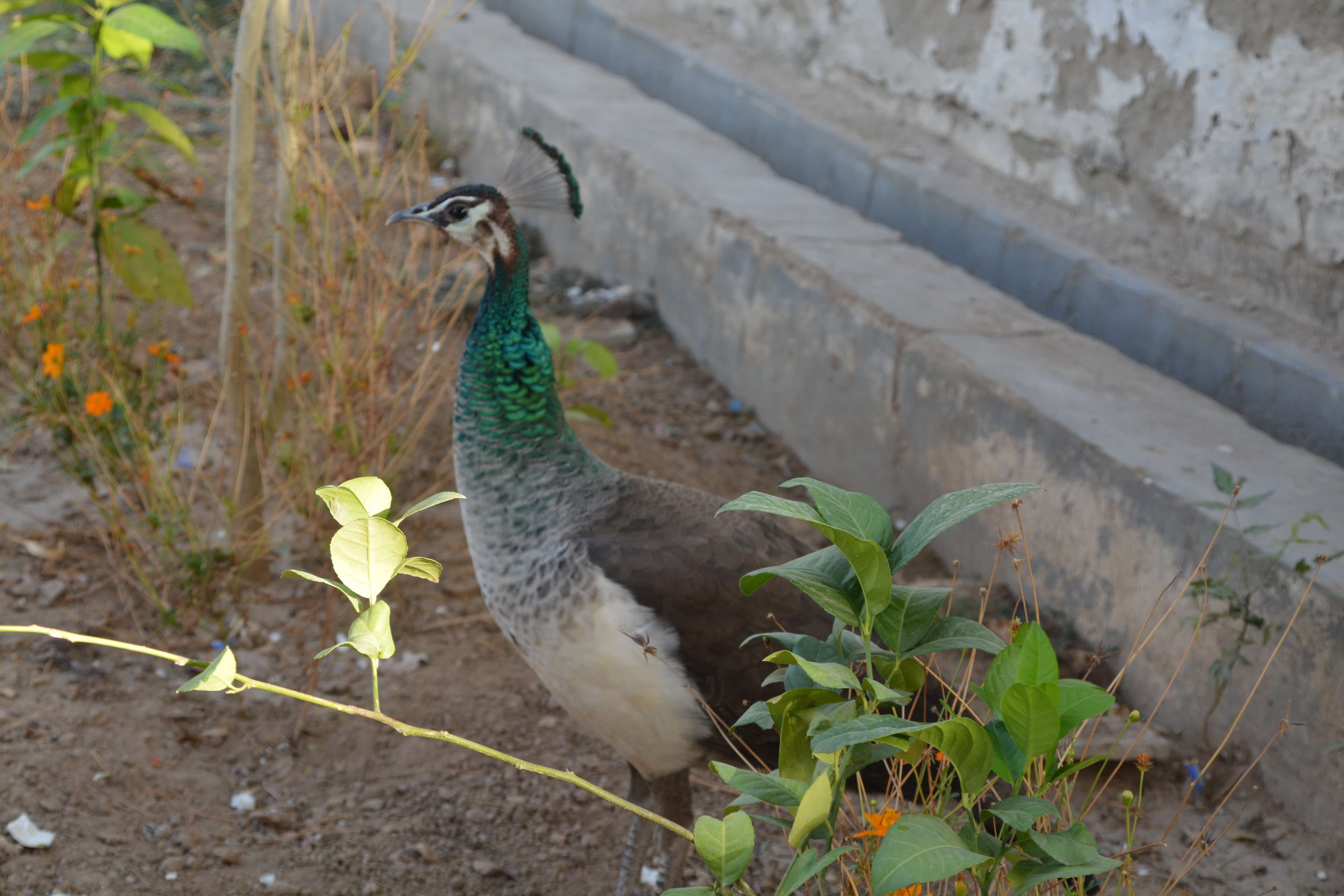 beautiful pics of peacock and peahen,