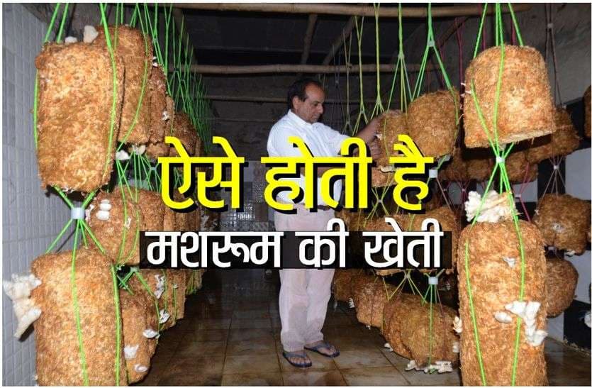 mushroom cultivation in hindi