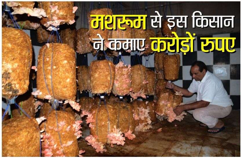 mushroom cultivation in hindi