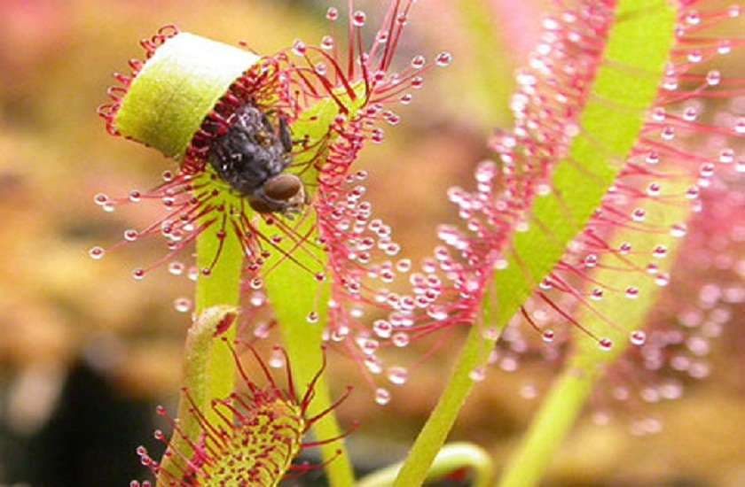 Carnivorous plants 