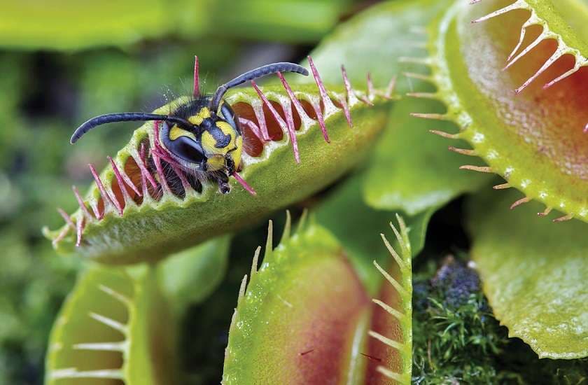 Carnivorous plants 