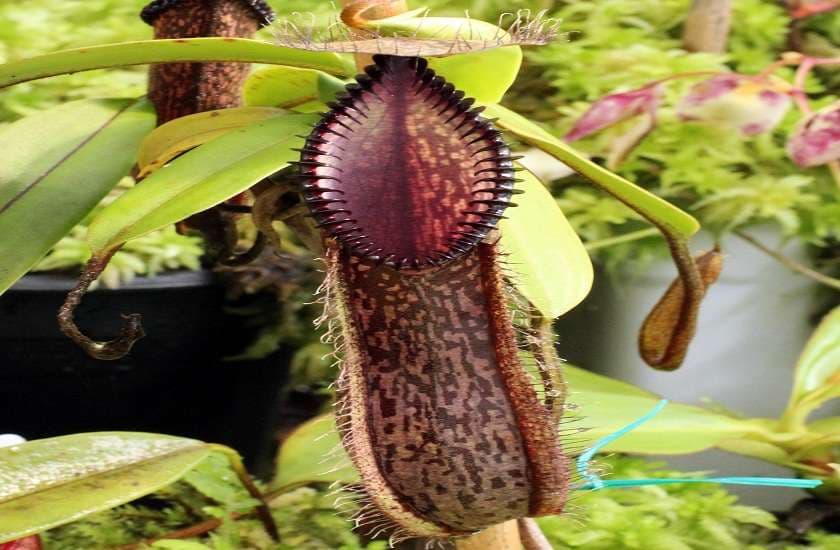 Carnivorous plants 