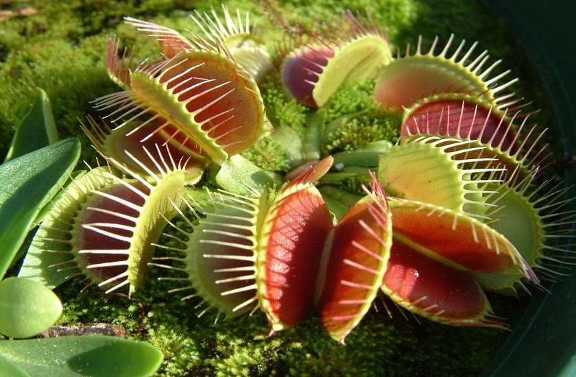 Carnivorous plants 