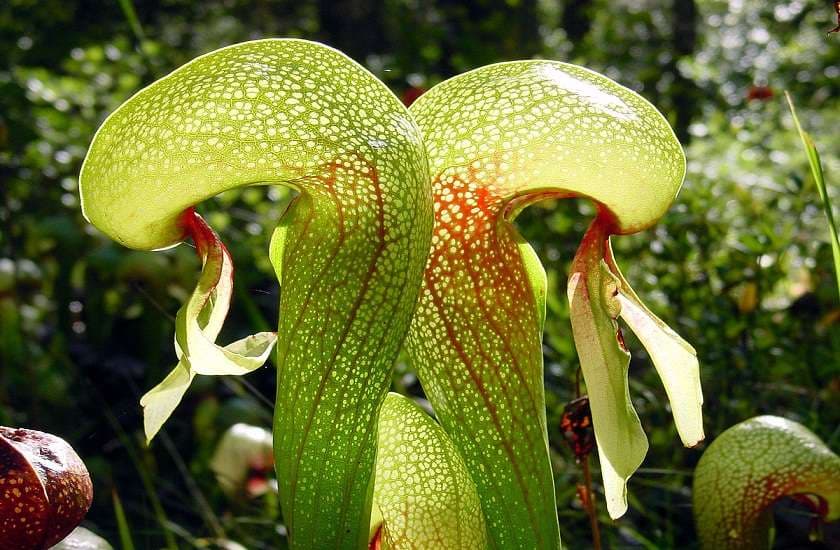 Carnivorous plants 