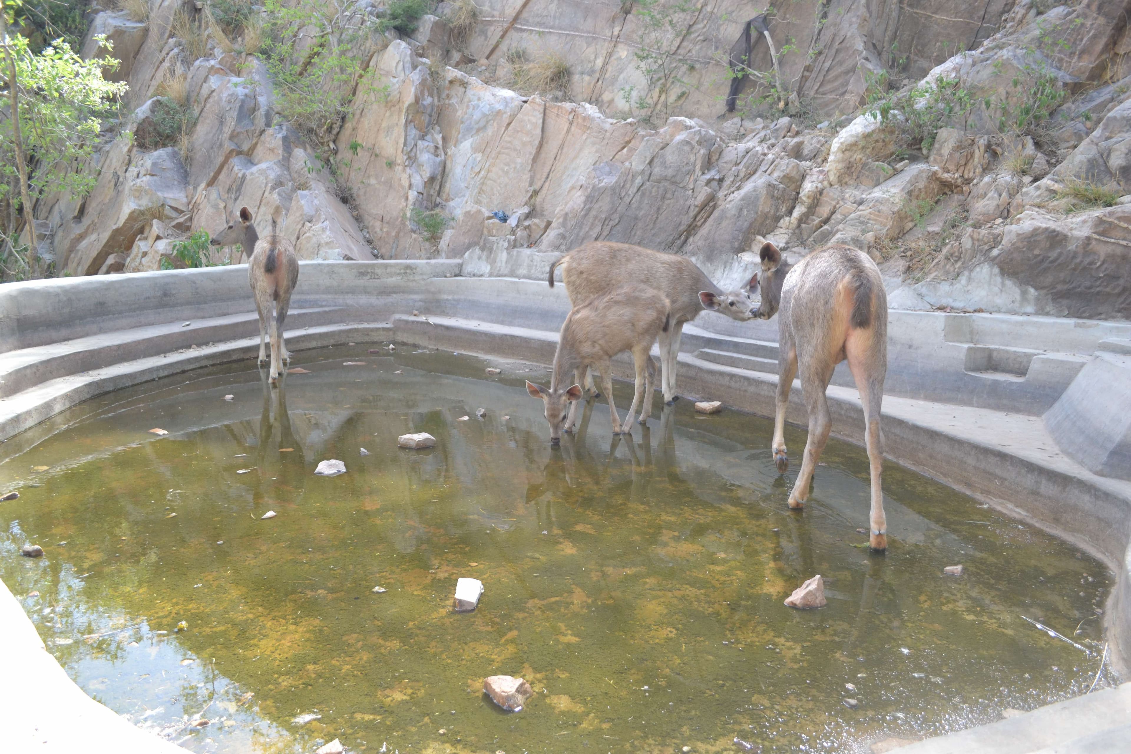 Photos of animals worrying for water