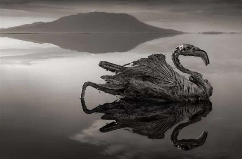 Bizarre News,Deadly Lake Natron Turns Animals Into stone,animal turn into stone,mysterious lake in africa,mysterious lake in tanzania,