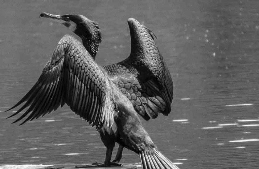 Bizarre News,Deadly Lake Natron Turns Animals Into stone,animal turn into stone,mysterious lake in africa,mysterious lake in tanzania,