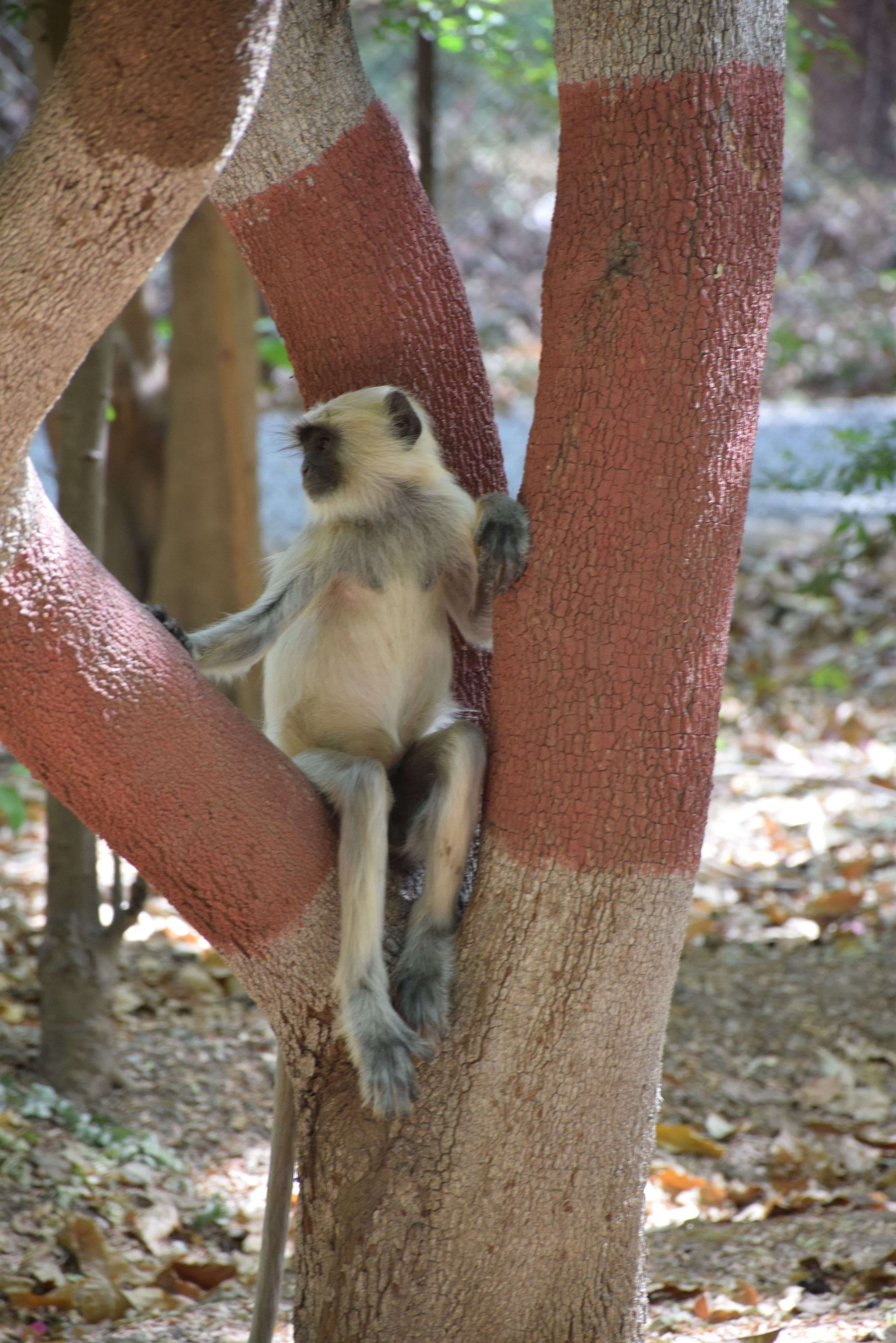 monkey-dog fight