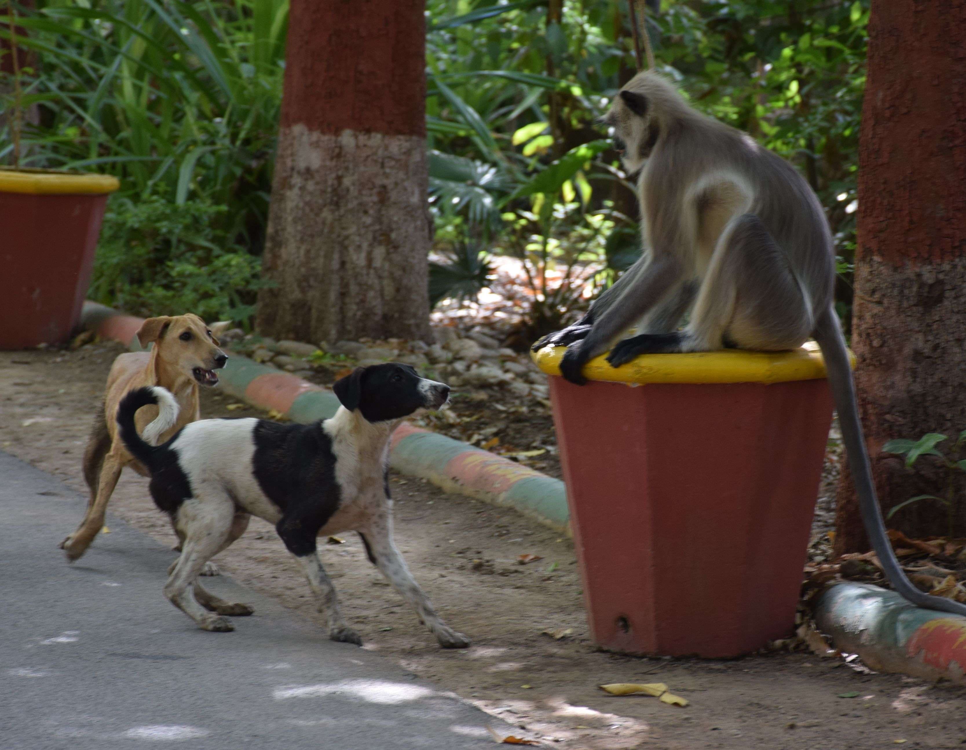 monkey-dog fight